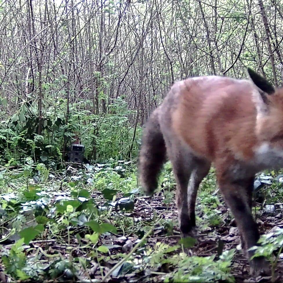 Young Fox - Camera trap