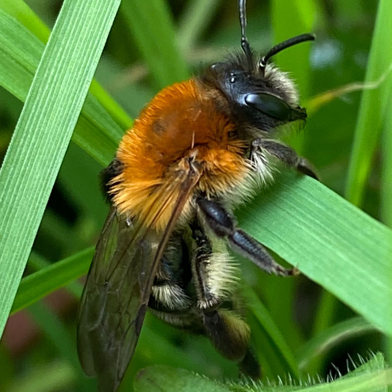 Common carder bee - Nikki Terrett